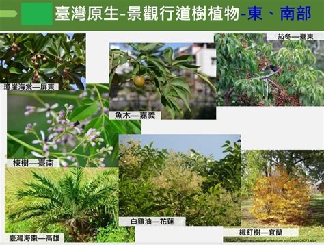 庭院適合種的樹|林務局首度推薦106種園藝景觀用臺灣原生植物名錄